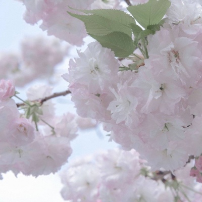 Furry原创作品设计思路兽圈群